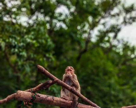 Brownish monkey portrait while eating something Fotos de archivo