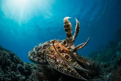 Brownish Octopus on coral reef in the Great Barrier Reef Stock Photos