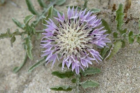 Brownray knapweed Stock Photos