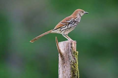 BrownThrasher Stock Photos