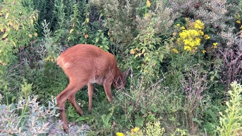 Browsing buck roe deer 動画素材 282770157