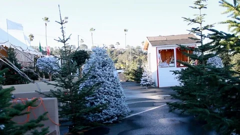 Browsing Christmas trees, POV style Stock Footage 82721946