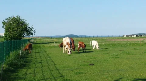 Browsing cows with calves Stock Footage 53190700