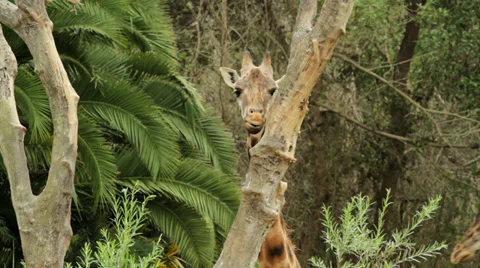 Browsing giraffe 動画素材 32374524