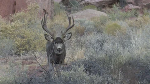 Browsing Mule Deer Buck Looks Around Stock Footage 48827030