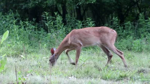 Browsing young deer walking in grass pauses to look at you Video stock 11340720