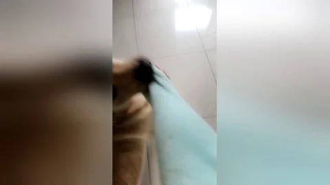 Bruce the dog hates it when his owner goes to work Stock Footage 106314443