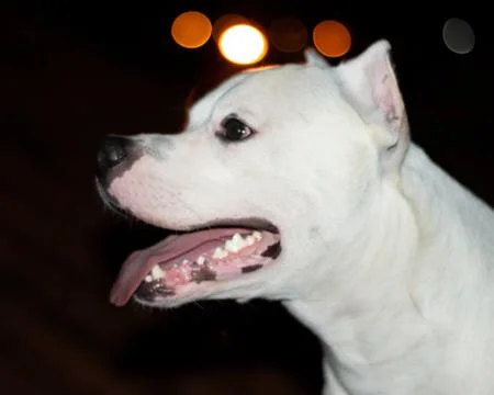 Bruce the Pitbull Stockfoto's