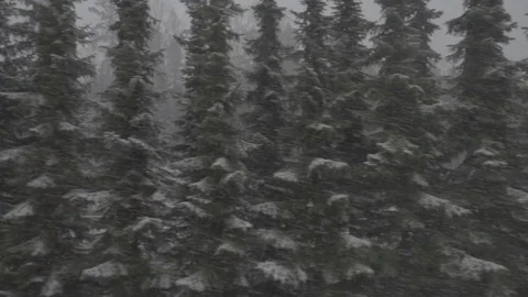 Bruce trees and snow falling 250 fps snow flakes falling Stock Footage 75469054
