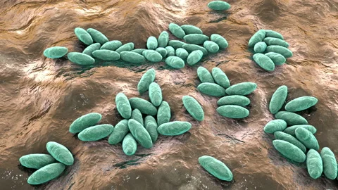 Brucella bacteria, 3D animation. Gram-negative bacteria that cause brucellosis Stock Footage 154850461
