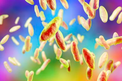 Brucella bacteria, illustration Stock Illustration