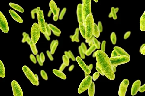 Brucella bacteria, illustration Stock Illustration