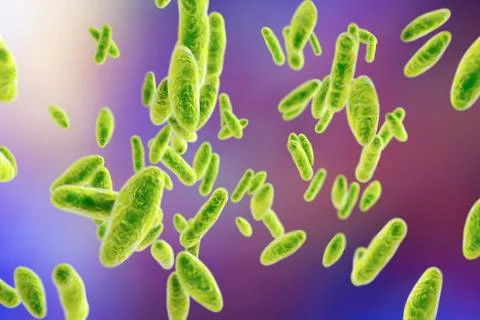 Brucella bacteria, illustration Stock Illustration