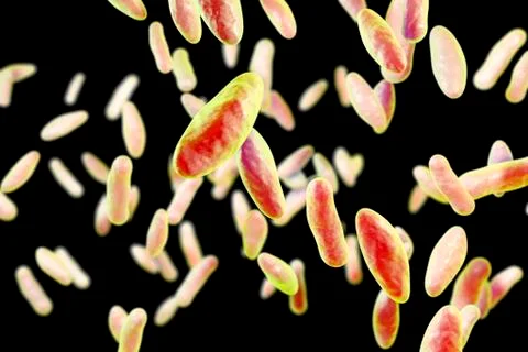 Brucella bacteria, illustration Stock Illustration