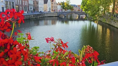 Bruges, Belgium river scene with red flowers above calm water, stone bridge Stock Footage 334600053