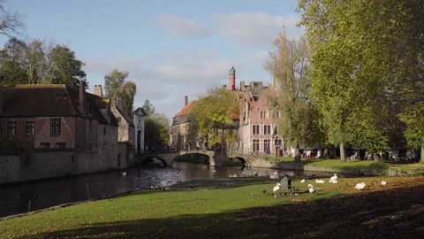 Bruges Belgium Scenery on sunny fall day with swans, river and old buildings Stock Footage 329052526