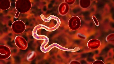 Brugia malayi, a roundworm nematode Ilustração Stock