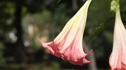 Brugmansia suaevolens Stock Footage 67818056