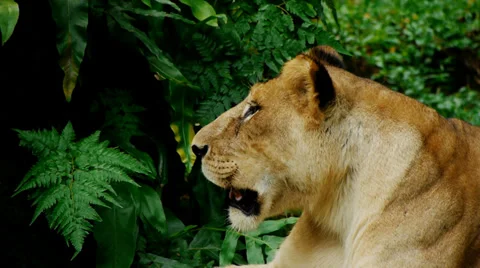 A Bruised Lioness Resting Stock Footage 35397870