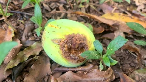 A bruised mango lies on the ground Stock Footage 311132072