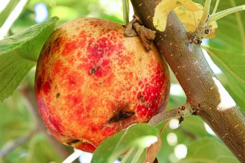 Bruises and cuts over an apple caused by hail Stock Photos