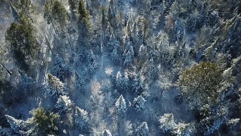 Brule River Forest Vídeos de archivo 121211116