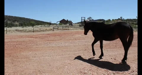 Brumby in a ghost town 스톡 동영상 265908979