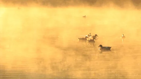 Brumedor Stock Footage 8564491