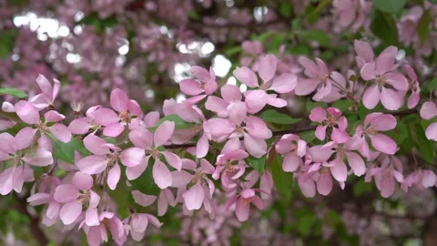 Brunch of apple tree in blossom. Stock Footage 236661228