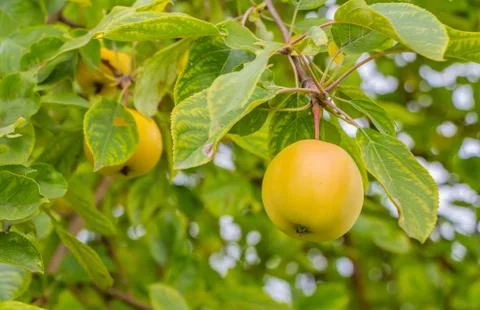 A brunch of apple tree with yellow apples and green and yellow leaves 스톡 사진