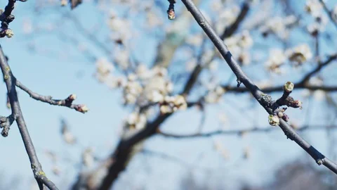Brunch of blooming plum Stock Footage 128390882
