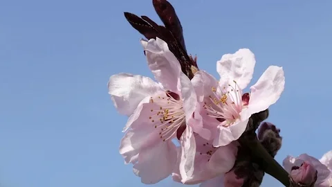 Brunch of cherry tree blossoms Stock-Footage 74722873