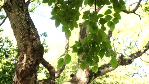 Brunch with green leaves moving in the wind, background tree, bottom view, sunny Stock Footage 143743997
