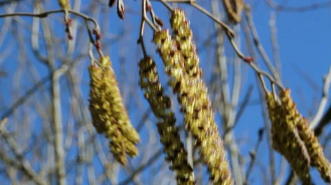 Brunch of hazel tree with spring flower shakes in wing. Stockbeeldmateriaal 36217376