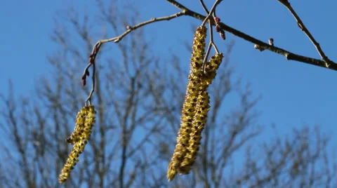 Brunch of hazel tree with spring flower shakes in wing. Stockbeeldmateriaal 36645562