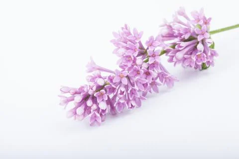 Brunch of lilac flowers on white background Stock Photos