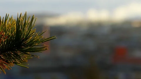 A brunch of pine trees against the background of city and smoking pipes  away. Stock Footage 83157705