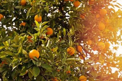 Brunch with ripe oranges on the tree close-up Stock Photos