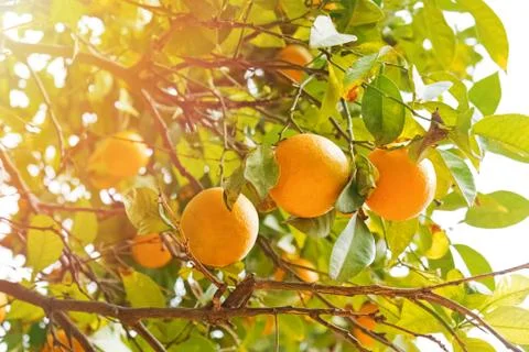 Brunch with ripe oranges on the tree Stock Photos