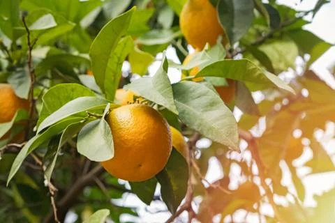 Brunch with ripe oranges on the tree Stock Photos