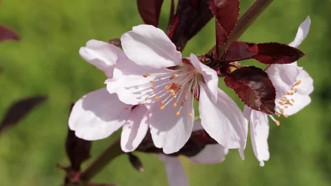 Brunch of spring cherry Stock Footage 74722910