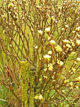 Brunch on spring / image of Spring blossoms tree. dreamy concept Stock Photos