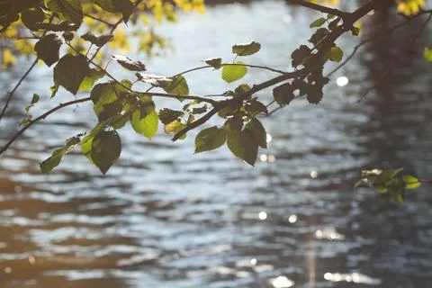 Brunch of tree in sunlight and water Stock-Fotos