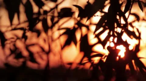 Brunches and Sunset Stock Footage 49643063