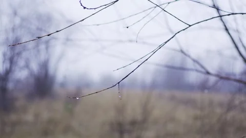 Brunches with dew drops Stock Footage 146063794