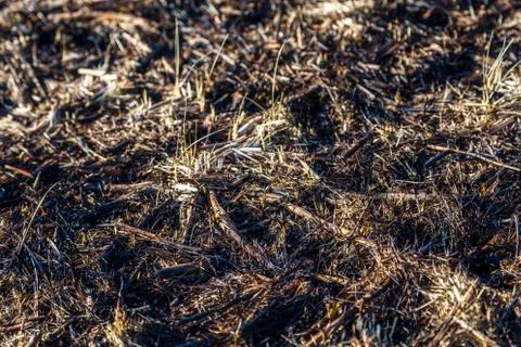 Bruned Grassland Stock Photos