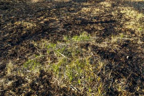 Bruned Grassland 스톡 사진