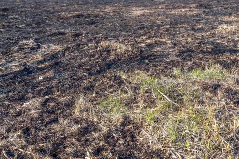 Bruned Grassland Stock Photos