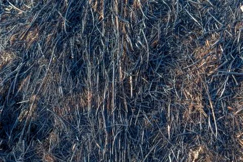 Bruned Grassland Stock Photos