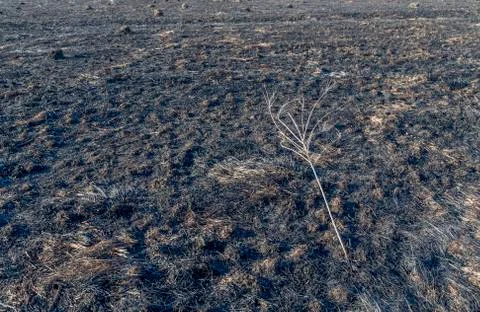 Bruned Grassland Stock Photos